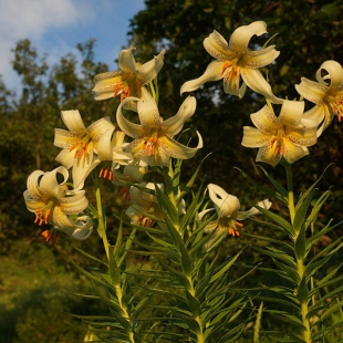 Lilium kesselringianum  @North-east Turkey